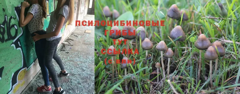 Галлюциногенные грибы Magic Shrooms  Бакал 